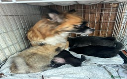 Mixed Breed dogs for sale: 4 puppies left  - Image 2