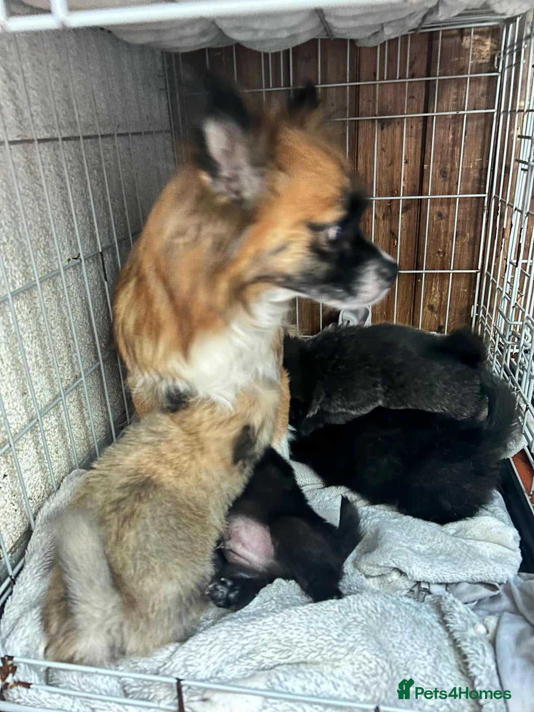 Mixed Breed dogs for sale: 4 puppies left  - Image 2