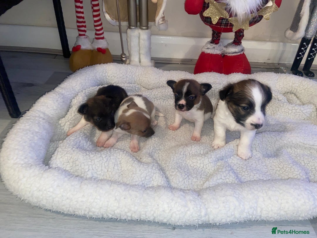 Jack Russell dogs for sale: Beautiful jackrussels pup - Advert 4