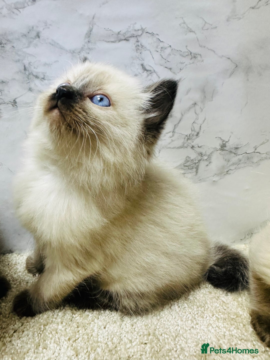 Ragdoll cats for sale: Pure Beautiful Ragdoll Kittens  - Advert 15