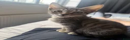 Mixed Breed cats for sale: Kitten - Advert 3