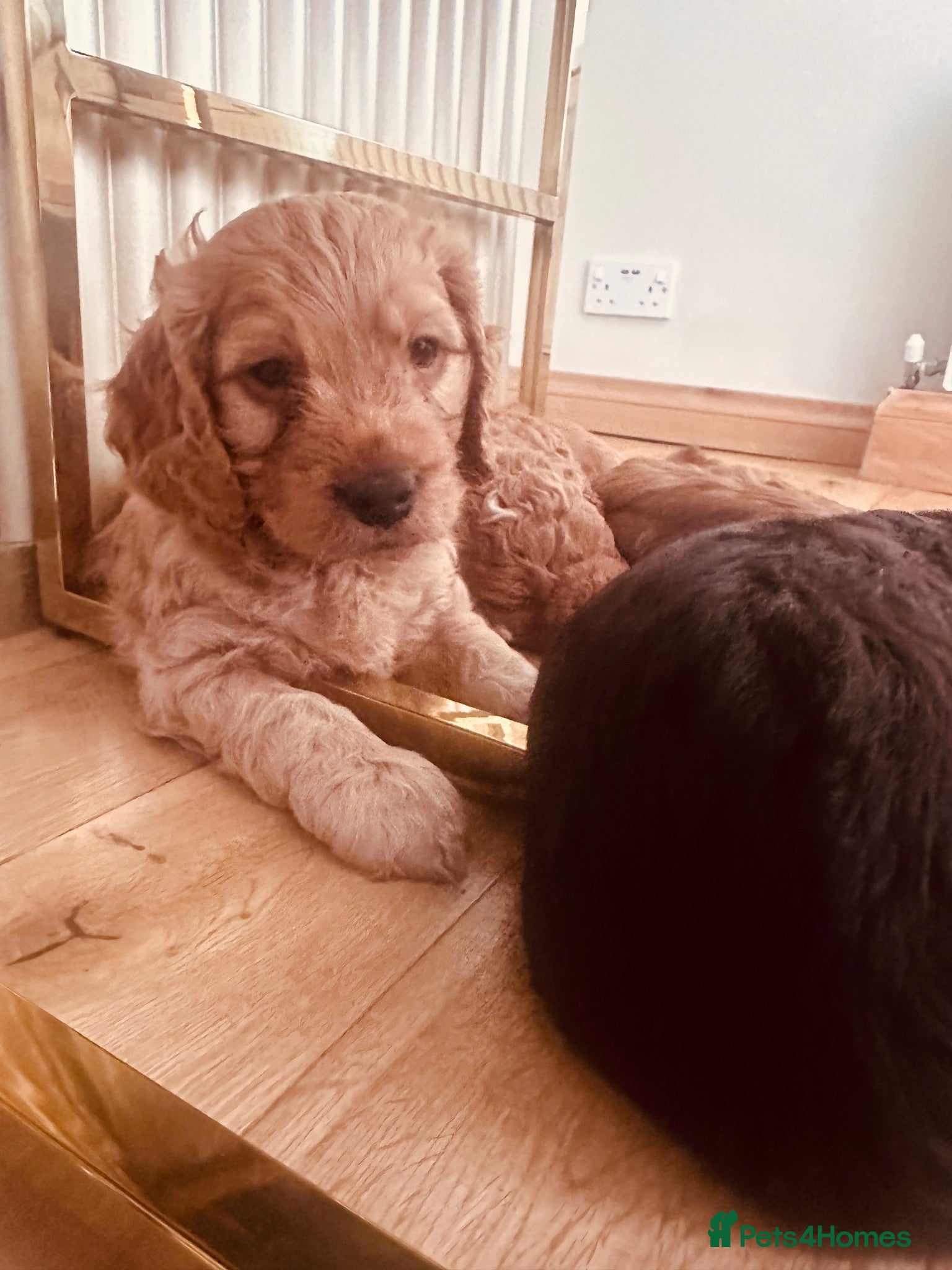 Cockapoo dogs Beautiful miniature F2 cockapoos - Advert 1