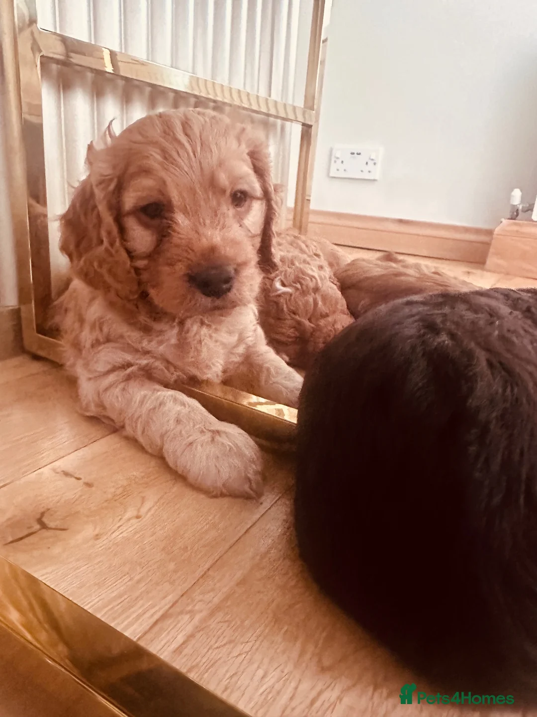 Cockapoo dogs for sale: Beautiful miniature F2 cockapoos - Advert 1