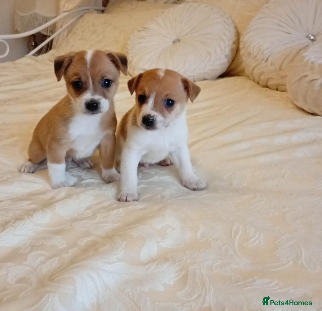 Jack Russell dogs for sale: Miniature Jack Russell puppies  - Image 1