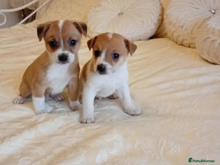 Jack Russell dogs for sale - Advert 1