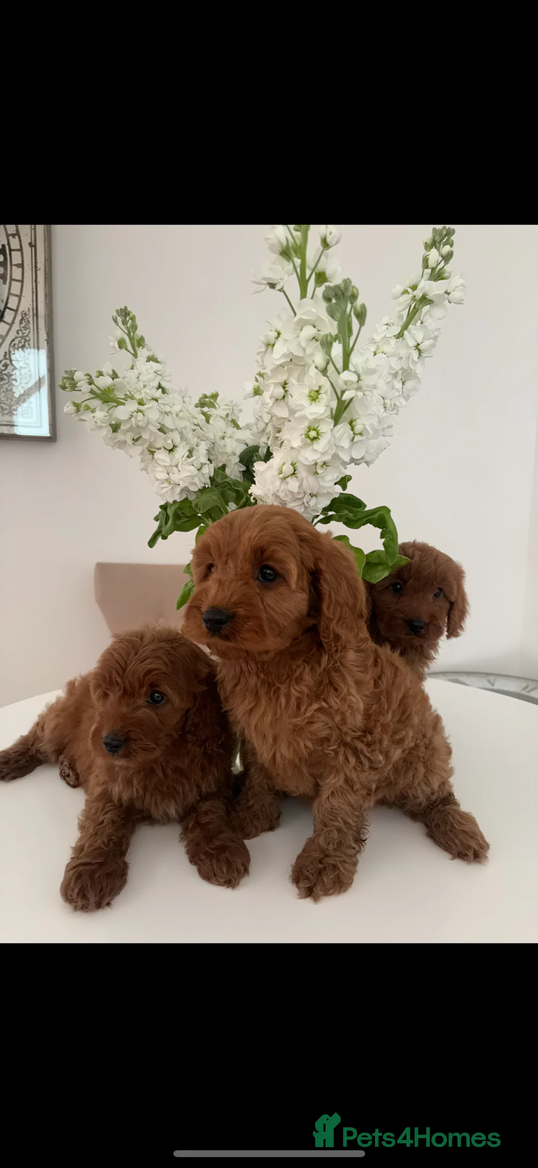 Cavapoo dogs for sale: F1 fox red CAVAPOO puppies  - Advert 1