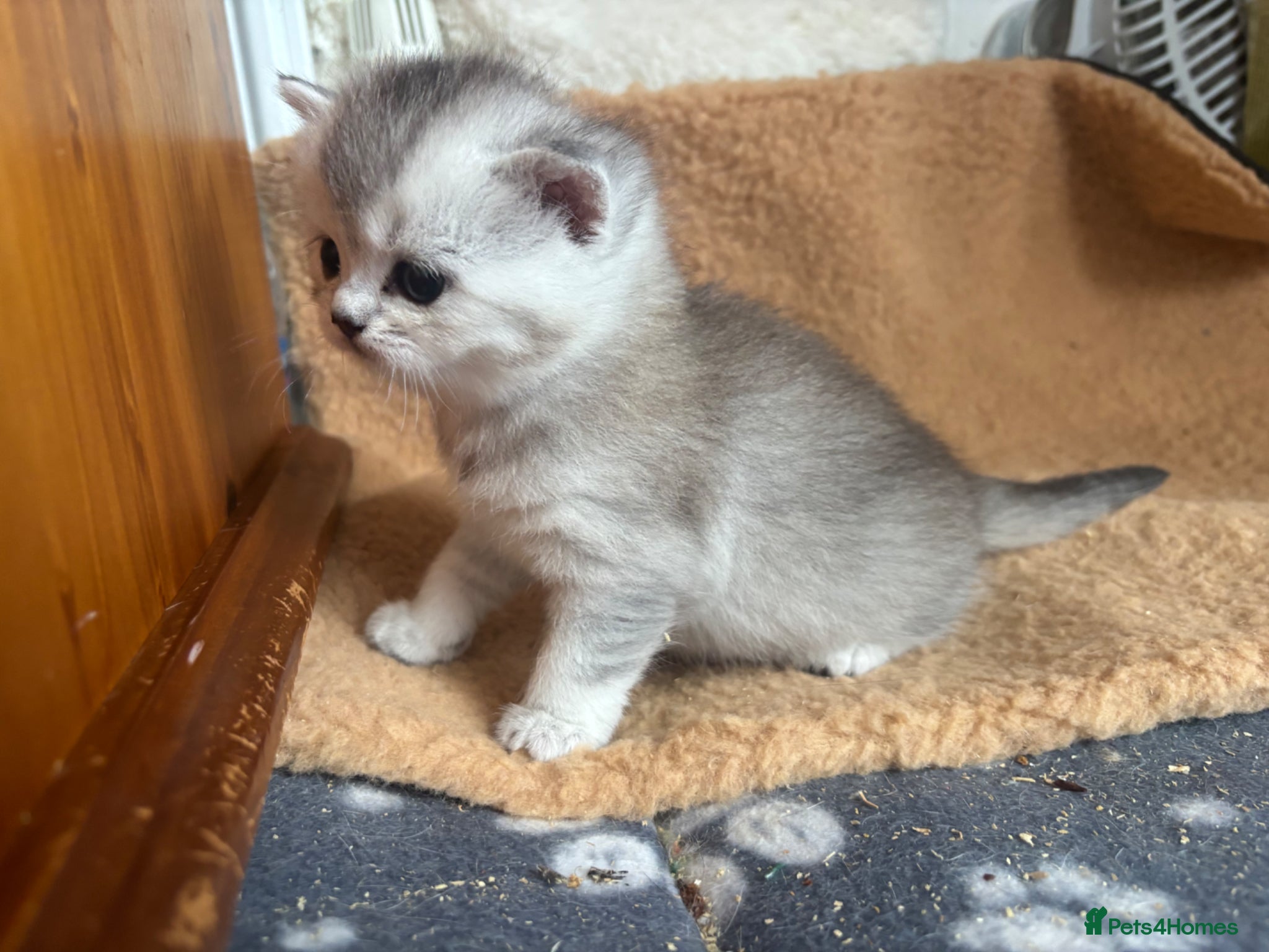 British Shorthair cats GCCF reg. BSH Last kitten Chinchilla girl - Advert 6