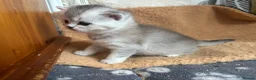 British Shorthair cats for sale: GCCF BSH silver tabby and silver chinchilla girls - Advert 8
