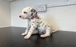 Dalmatian dogs for sale: 🐶 Stunning Dalmatian Puppies Ready 28th August 🐶 - Image 14