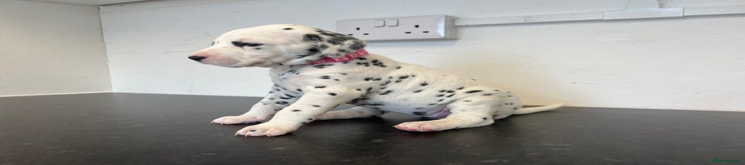Dalmatian Puppy 6 pink collar 