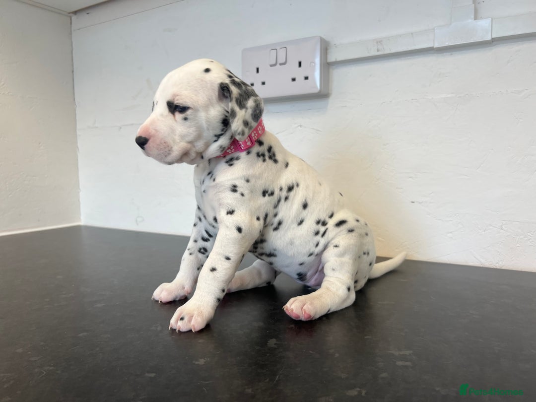 Dalmatian dogs for sale: 🐶 Stunning Dalmatian Puppies Ready 28th August 🐶 - Image 14