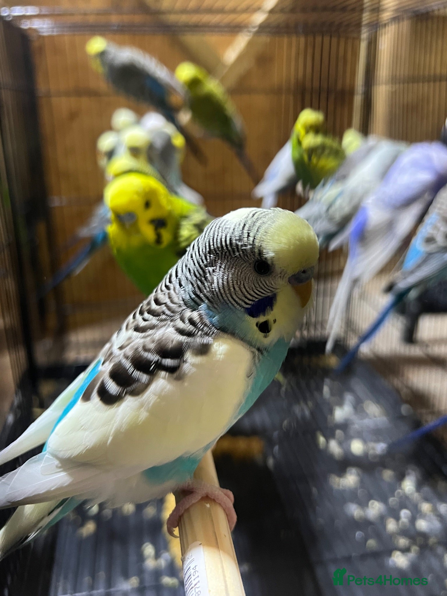 Budgerigars birds 25 budgies for sale nice colour  - Advert 2