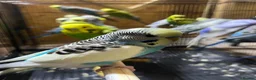 Budgerigars birds for sale: 25 budgies for sale nice colour  in Dewsbury - Advert 2
