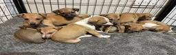 Whippet dogs for sale: Beautiful litter of Whippet puppies - Advert 5