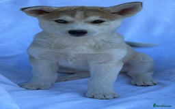 Siberian Husky dogs for sale: 4 female husky pups  - Image 4