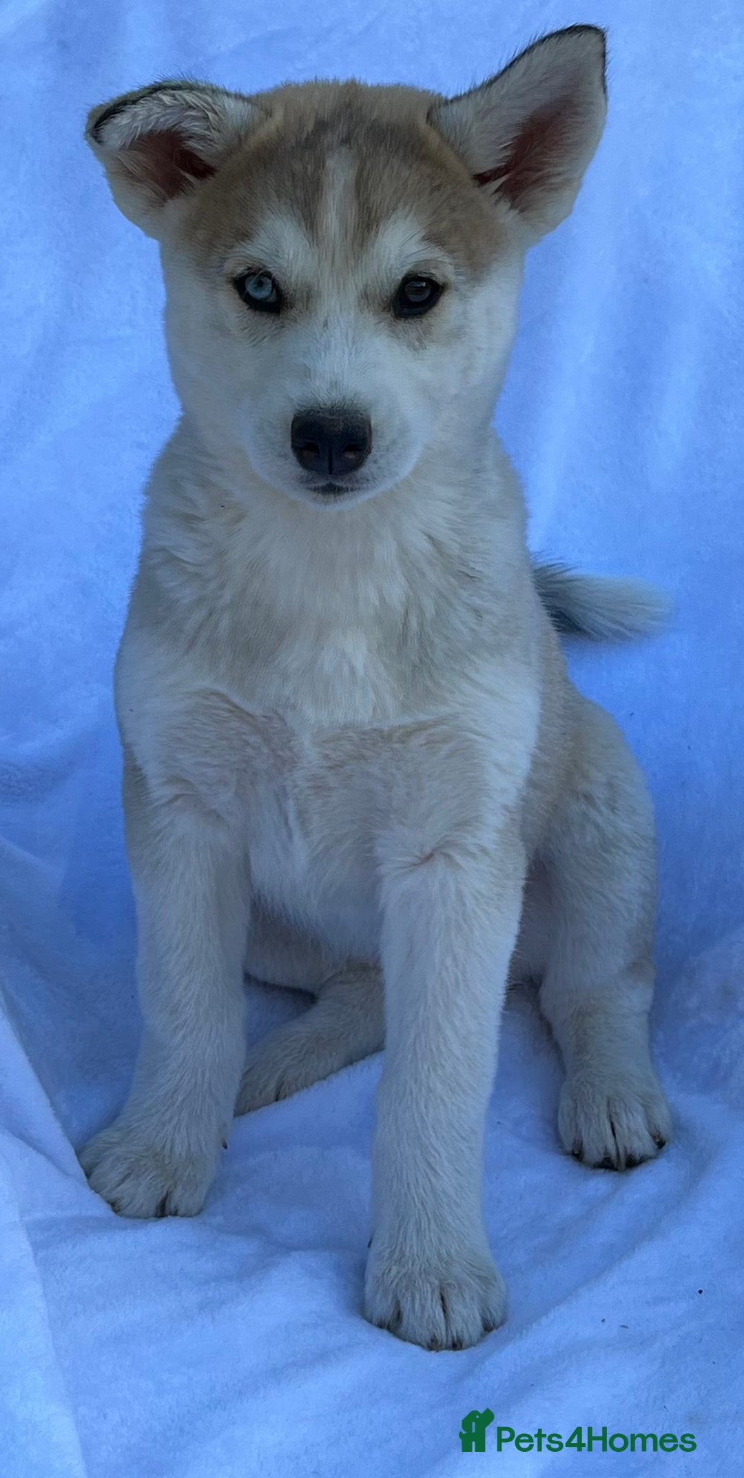 Siberian Husky dogs for sale: 4 female husky pups  - Image 4