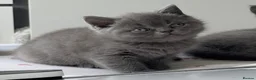British Shorthair cats for sale: LAST PUREBRED BSH BOY  - Advert 11