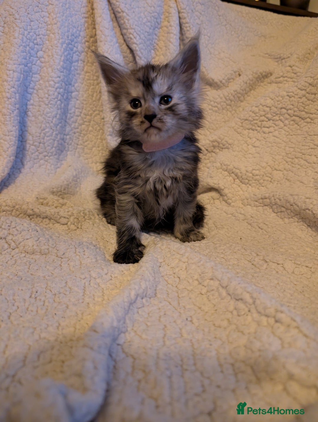 Maine Coon cats for sale: 6 Beautiful main coon kittens - Advert 24