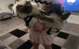 Ragdoll cats for sale: Full pedigree Ragdoll  - Image 3