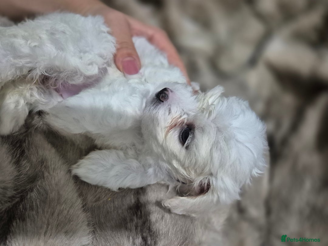 Maltese dogs for sale: K1 Beautiful Maltese puppies  - Advert 22