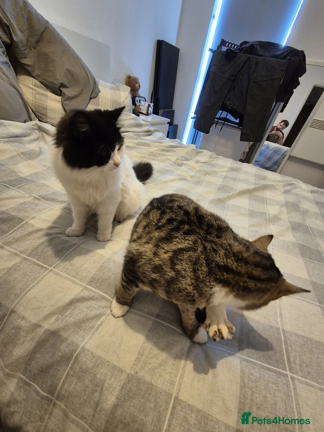 Domestic Shorthair cats for sale: 2 Female Young Cats in Leeds - Advert 2