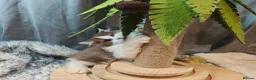 British Longhair cats for sale: Cinnamon bi colour, blue golden  - Advert 11