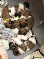 Shih Tzu dogs 7 little bundles of cuteness - Advert 2