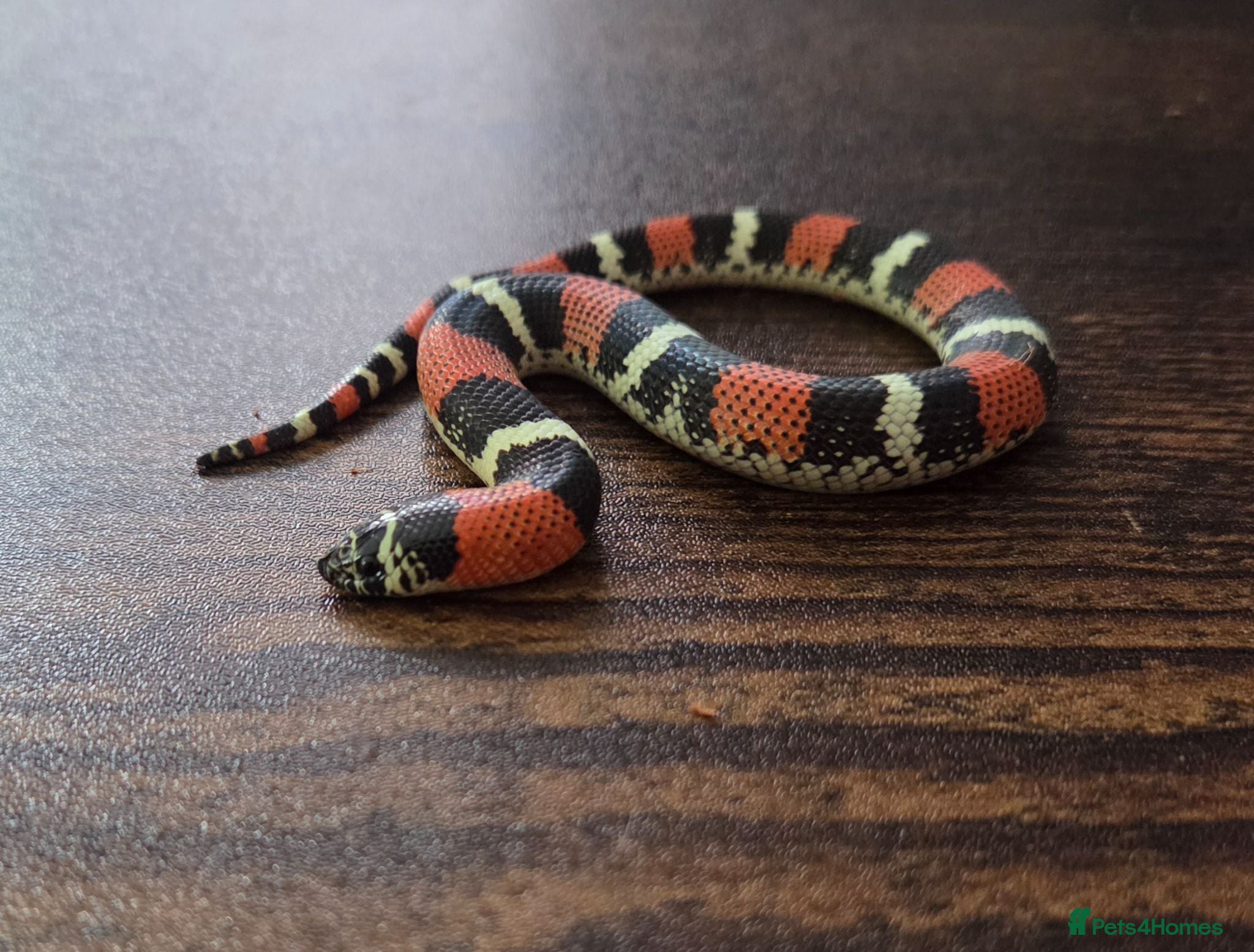 Mixed Breed reptiles Tri Colour Hognose Snakes  - Advert 3