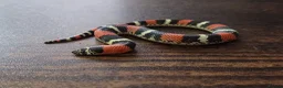 Mixed Breed reptiles for sale: Tri Colour Hognose Snakes  - Advert 1