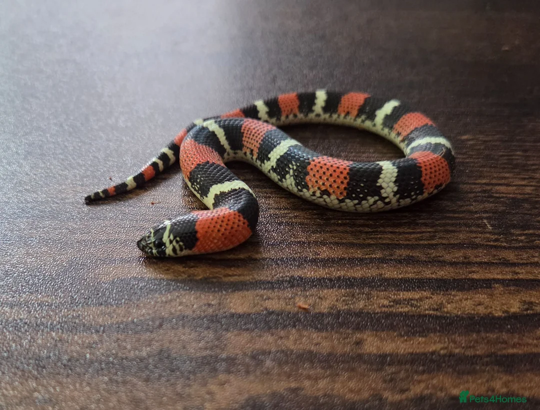 Mixed Breed reptiles for sale: Tri Colour Hognose Snakes  - Advert 1