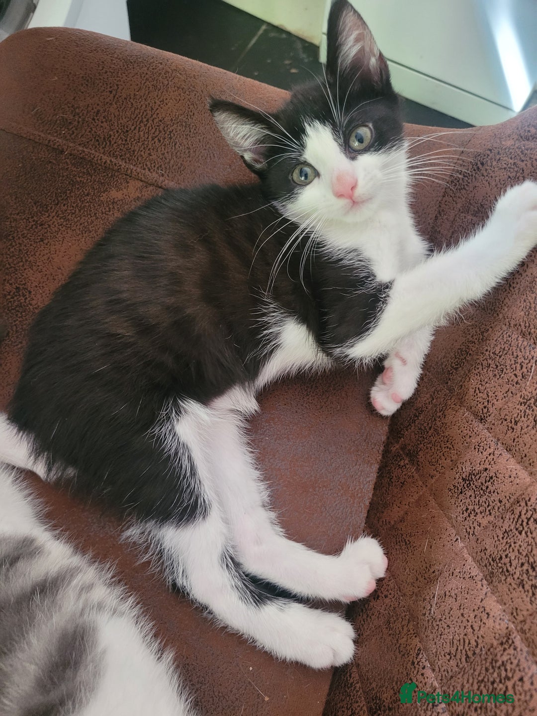 Mixed Breed cats for sale: Urgent Black and white pink nosed female kitten  - Image 6