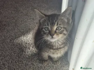 Mixed Breed cats 2 kittens - Advert 1