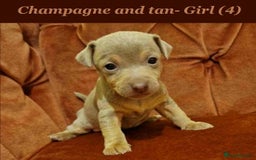 Jack Russell dogs for sale: Beautiful Muchwenlock Jack Russell puppies - Image 4