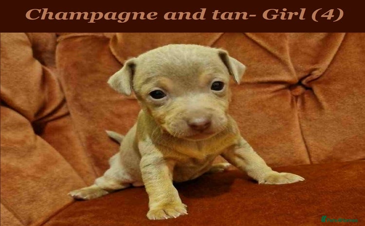 Jack Russell dogs - Advert 1