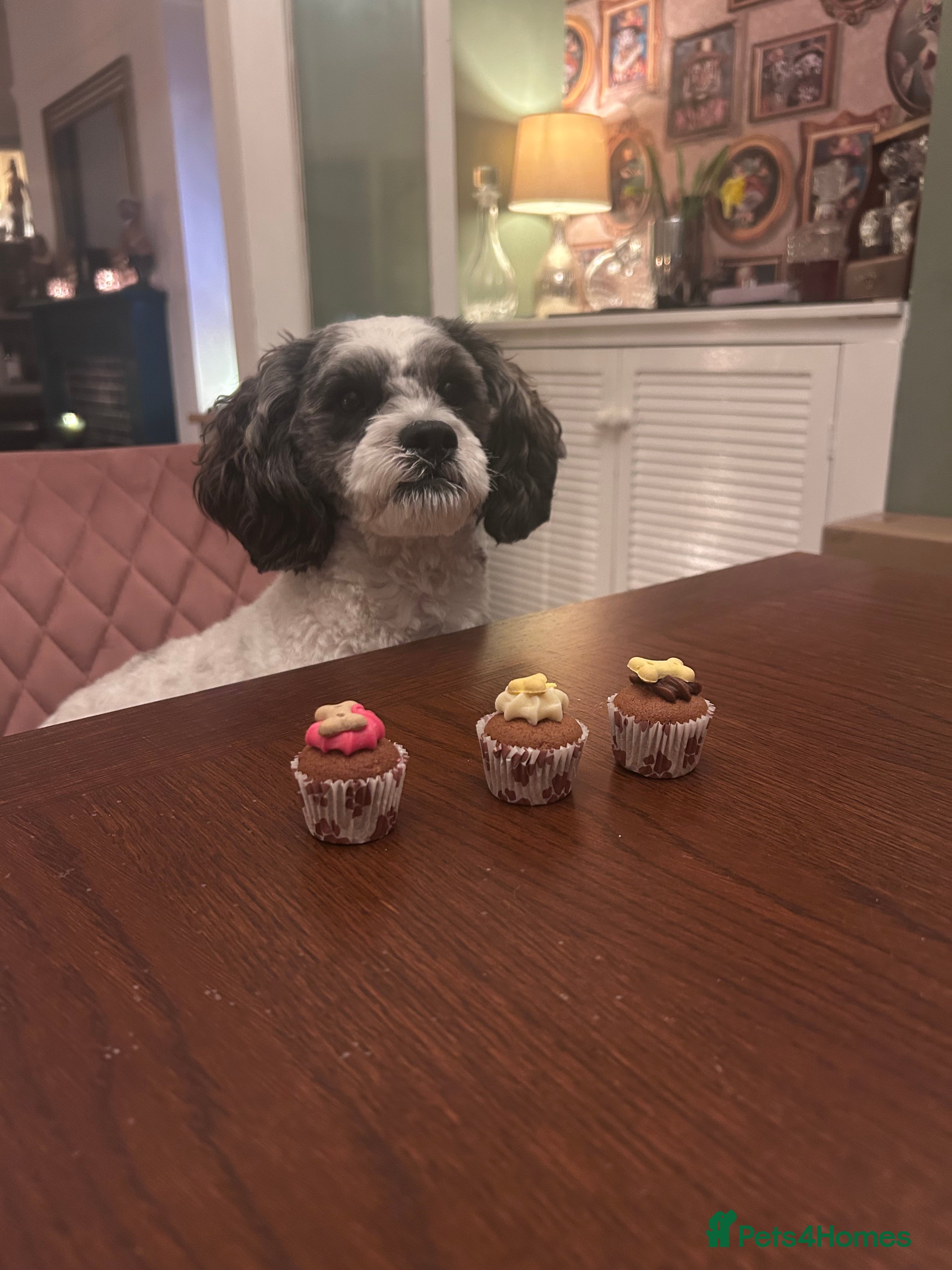 Shihpoo dogs For stud - male shipoo - Advert 1