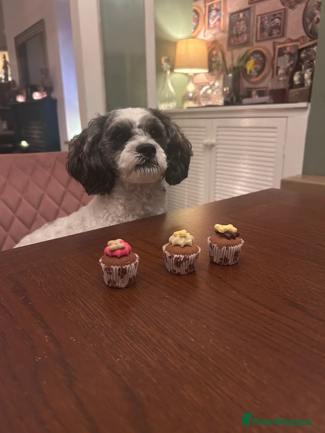 Shihpoo dogs for stud: For stud - male shipoo - Advert 1