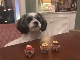 Shihpoo dogs For stud - male shipoo - Advert 1