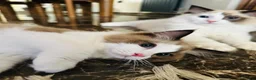 Ragdoll cats for sale:  Tica registered full pedigree ragdolls - Advert 9
