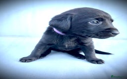 Labrador Retriever dogs for sale: ✨Gorgeous Labrador Puppies Ready for New Homes! ✨ - Image 12