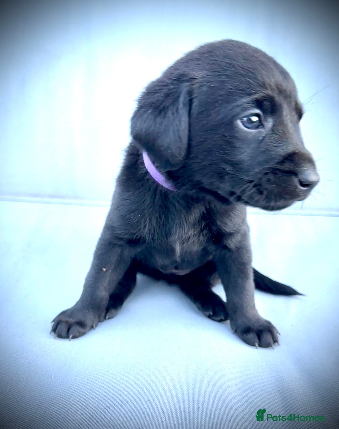Labrador Retriever dogs for sale: ✨Gorgeous Labrador Puppies Ready for New Homes! ✨ - Image 12