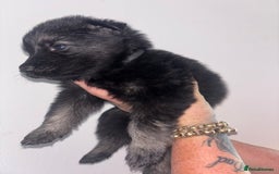 German Shepherd dogs for sale: Beautiful German Shepard puppies - Image 12