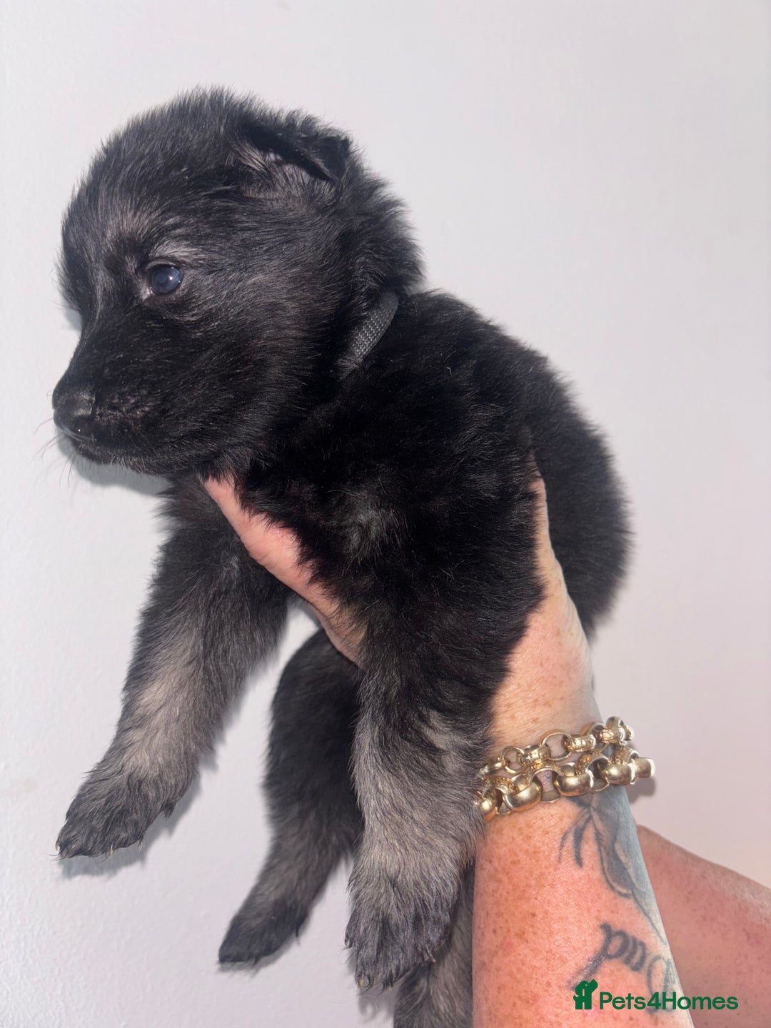 German Shepherd dogs for sale: Beautiful German Shepard puppies - Image 12