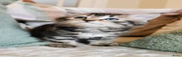 Maine Coon cats for sale: 🐾 Beautiful Maine Coon Kittens 🐾 - Advert 34