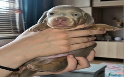 Miniature Dachshund dogs for sale: 3 Pedigree Miniature Dachshund from loving home - Image 11