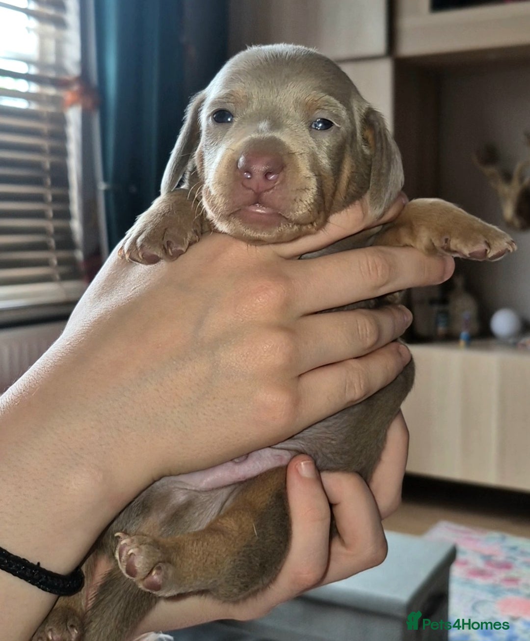 Miniature Dachshund dogs for sale: 3 Pedigree Miniature Dachshund from loving home - Image 11