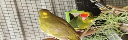 Parrots birds for sale: 5x kakarikis chicks ready now - Advert 11