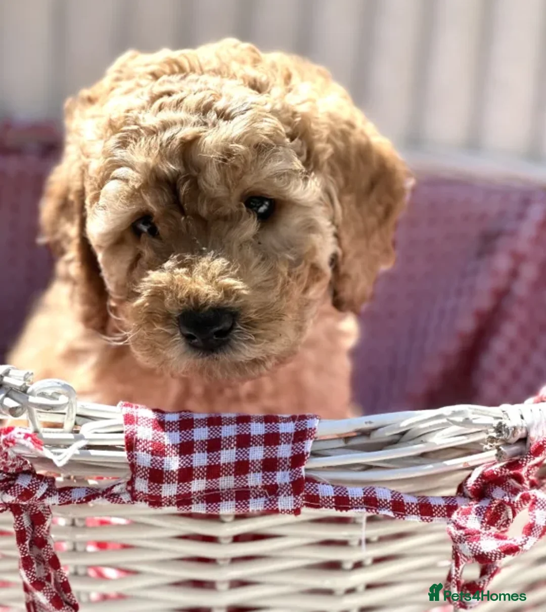 Cockapoo dogs for sale: Smart, Sweet & Snuggly-Fluffy Cockapoo Cuties - Advert 13