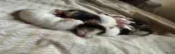 Mixed Breed cats for sale: 4 healthy kittens ready in the next upcoming weeks - Advert 25