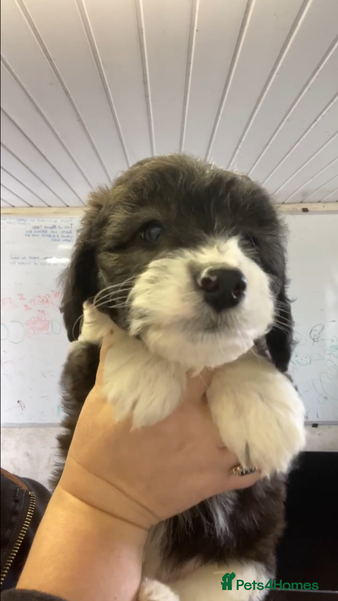 Mixed Breed dogs for sale: Bearded Collie Cross Miniature Poodle Puppies - Image 2