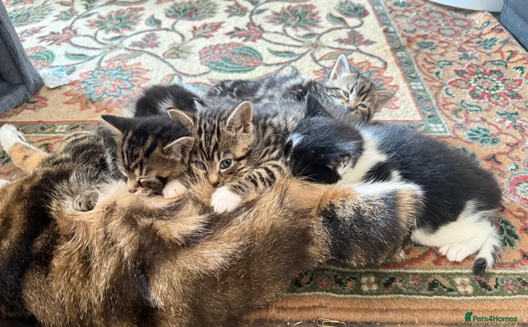 Mixed Breed cats - Advert 15